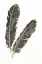 Picture of GOLD FEATHERS IV ON WHITE