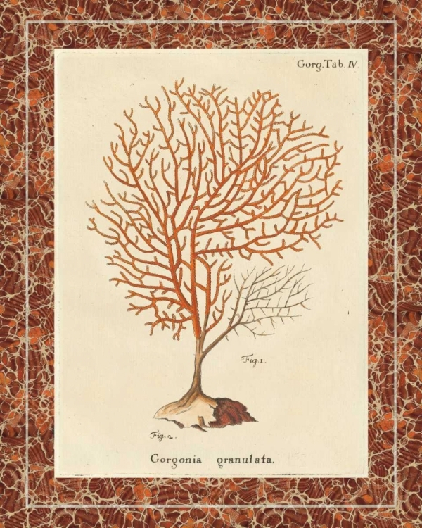 Picture of GORGONIA GRANULATA MARBLE