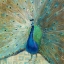 Picture of BLUE PEACOCK ON GOLD