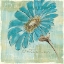 Picture of SPA DAISIES II