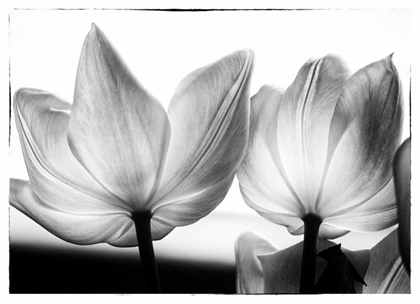 Picture of TRANSLUCENT TULIPS V