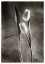 Picture of TWOTONE TULIPS VI