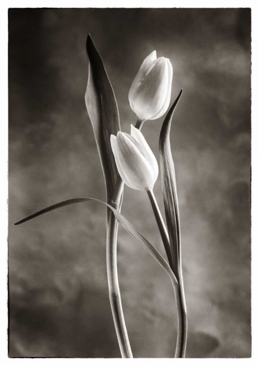 Picture of TWOTONE TULIPS VI