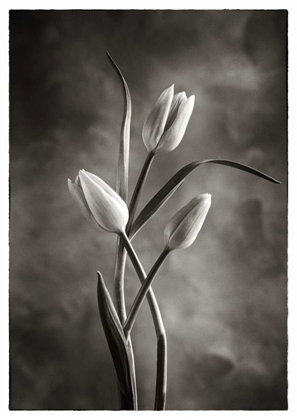 Picture of TWOTONE TULIPS VII