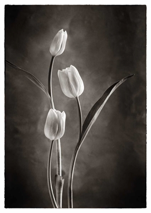 Picture of TWOTONE TULIPS VIII