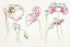 Picture of PINK SOMNIFERUMS