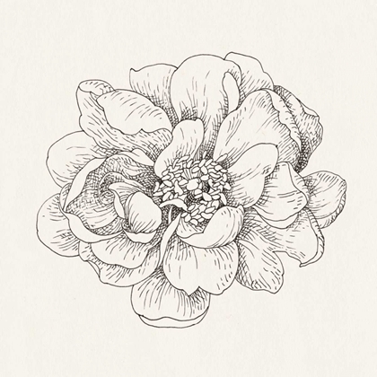 Picture of PEN AND INK FLORALS IV