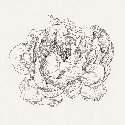 Picture of PEN AND INK FLORALS V