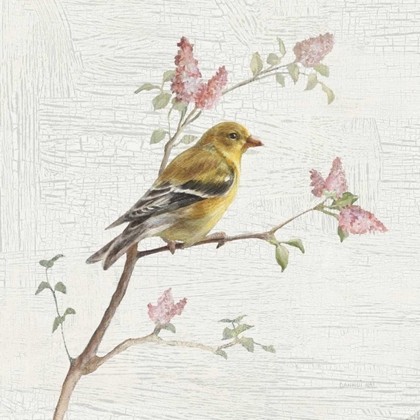 Picture of FEMALE GOLDFINCH VINTAGE
