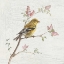 Picture of FEMALE GOLDFINCH VINTAGE