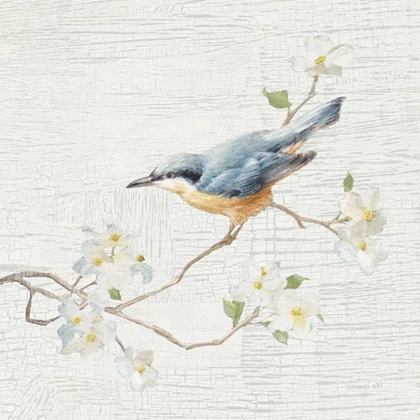 Picture of NUTHATCH VINTAGE