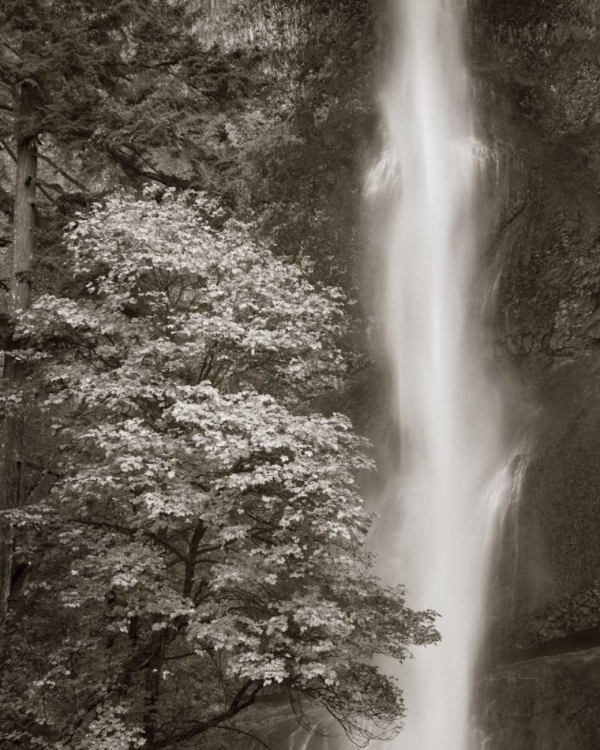 Picture of MULTNOMAH FALLS