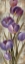 Picture of ROYAL PURPLE TULIPS II