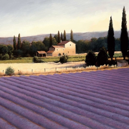 Picture of LAVENDER FIELDS II