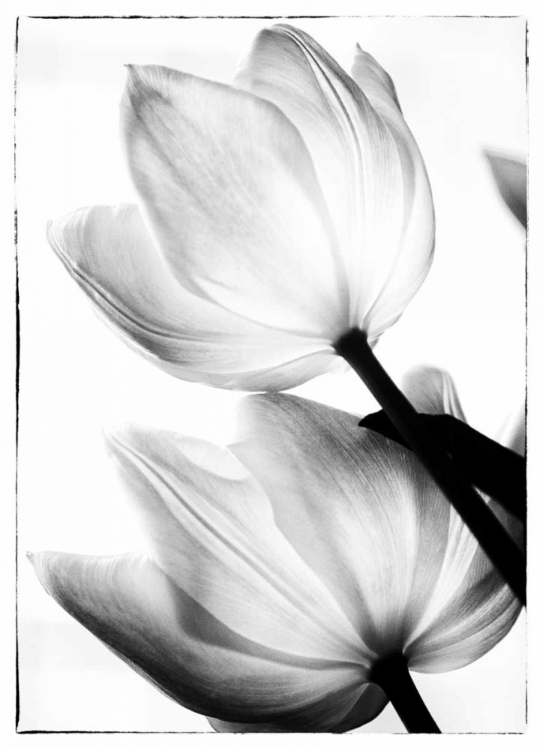 Picture of TRANSLUCENT TULIPS II