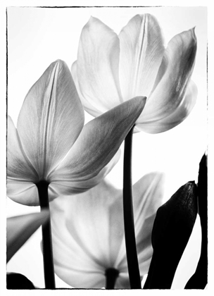 Picture of TRANSLUCENT TULIPS III