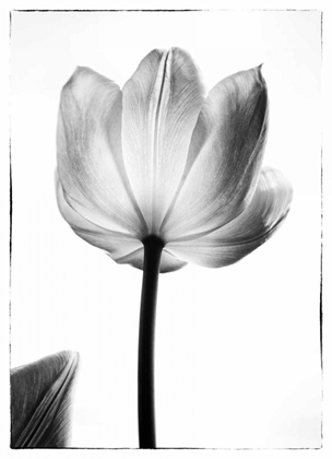 Picture of TRANSLUCENT TULIPS I