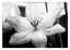 Picture of TRANSLUCENT TULIPS IV