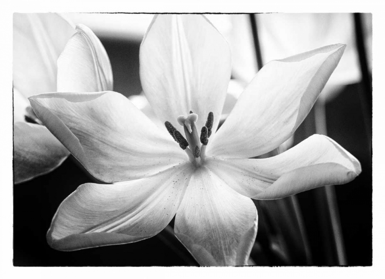 Picture of TRANSLUCENT TULIPS IV