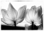 Picture of TRANSLUCENT TULIPS V