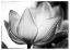 Picture of TRANSLUCENT TULIPS VI