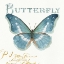 Picture of MY GREENHOUSE BUTTERFLIES II