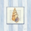 Picture of SANIBEL SHELL II