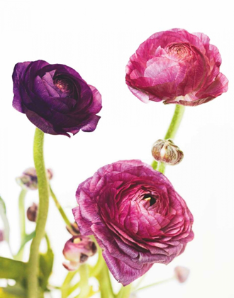 Picture of SPRING RANUNCULUS V