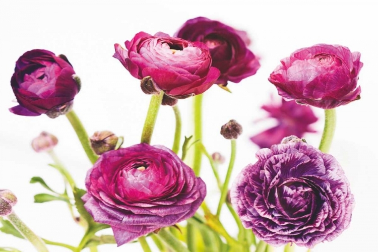 Picture of SPRING RANUNCULUS III