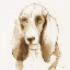 Picture of OBERON BROWN AND ORANGE
