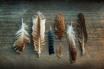 Picture of FEATHER COLLECTION I
