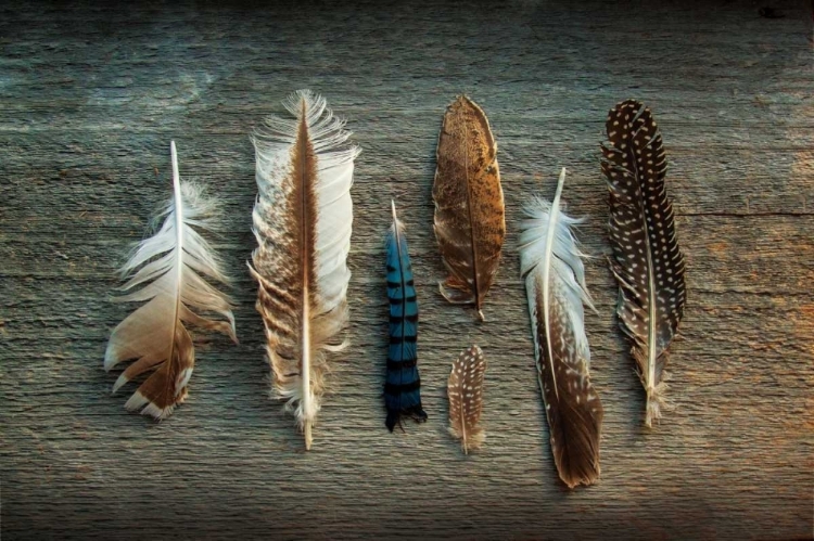 Picture of FEATHER COLLECTION I
