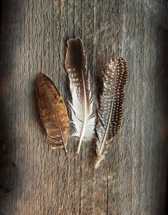 Picture of FEATHER COLLECTION II