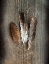 Picture of FEATHER COLLECTION II