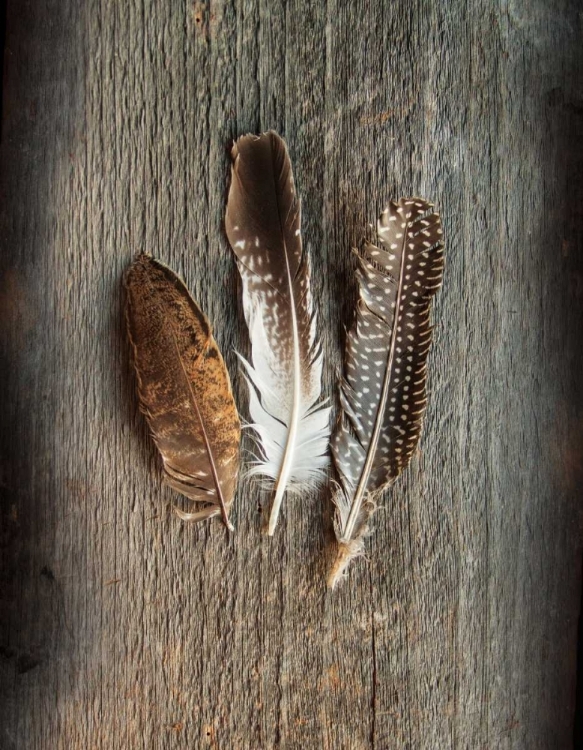 Picture of FEATHER COLLECTION II