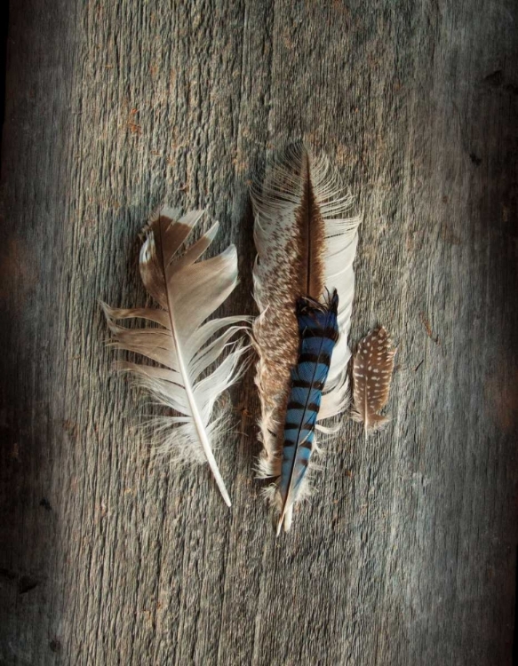 Picture of FEATHER COLLECTION III