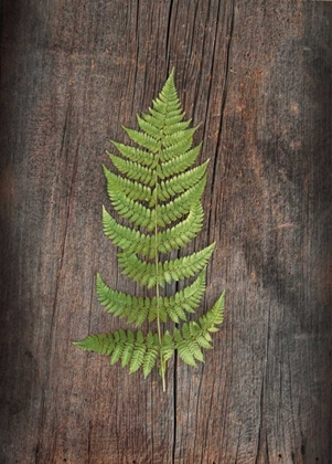 Picture of WOODLAND FERN I