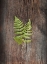 Picture of WOODLAND FERN II