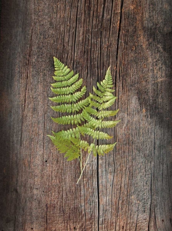 Picture of WOODLAND FERN II