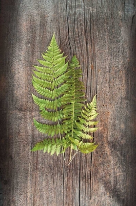 Picture of WOODLAND FERN III