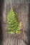 Picture of WOODLAND FERN III