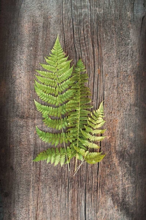 Picture of WOODLAND FERN III