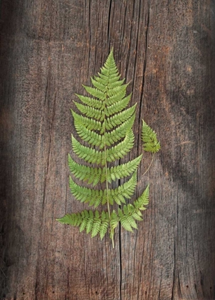 Picture of WOODLAND FERN IV