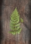 Picture of WOODLAND FERN IV