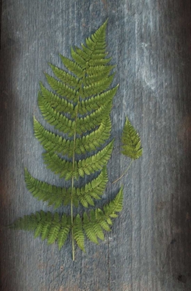 Picture of WOODLAND FERN V