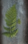 Picture of WOODLAND FERN V