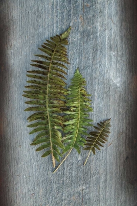 Picture of WOODLAND FERN VI