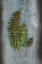 Picture of WOODLAND FERN VI