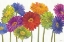 Picture of COLORFUL GERBERA DAISIES