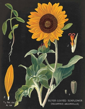 Picture of SUNFLOWER CHART